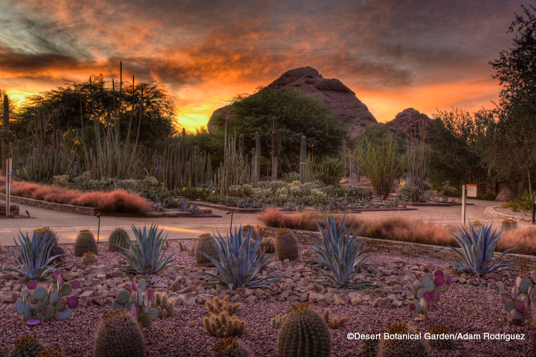 Top Things to Do in Phoenix: Your Ultimate Guide